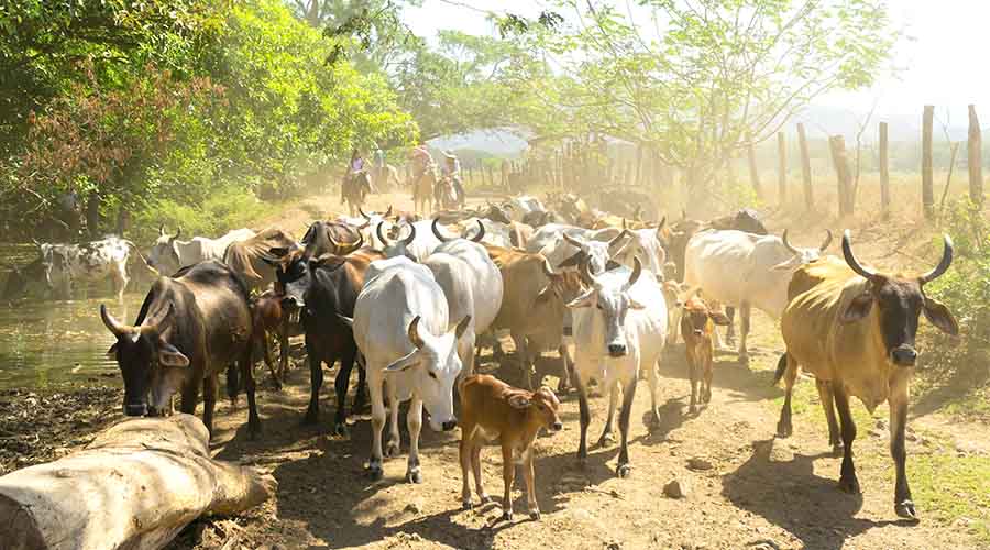 A herd of cows and calves walking along a dusty rural path, surrounded by greenery and sunlight, with herders on horseback in the background.