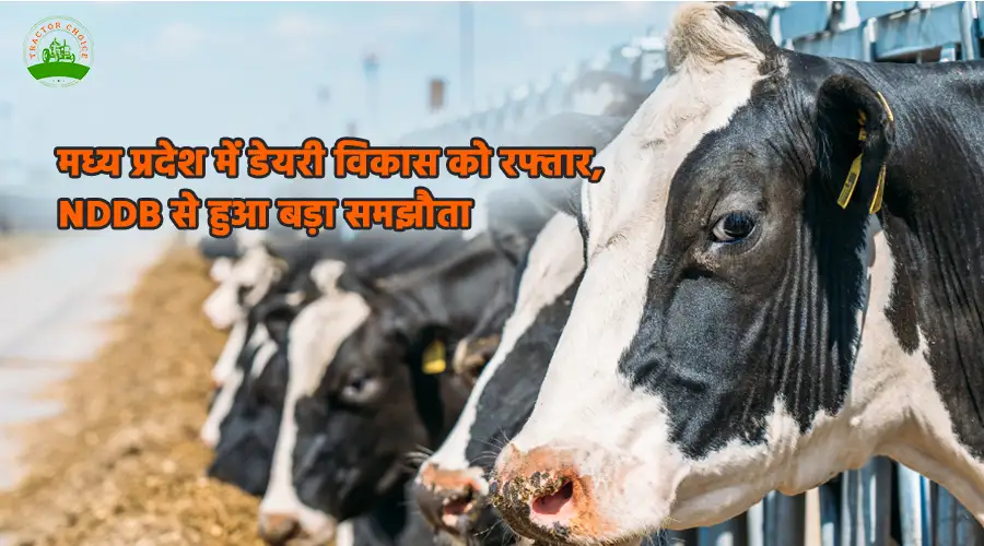 मध्य प्रदेश में डेयरी विकास को रफ्तार, NDDB से हुआ बड़ा समझौता Image