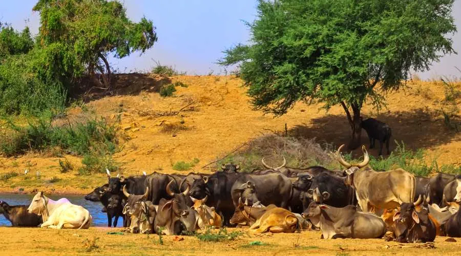 भीषण गर्मी में पशुओं को लू से कैसे बचाये? Image