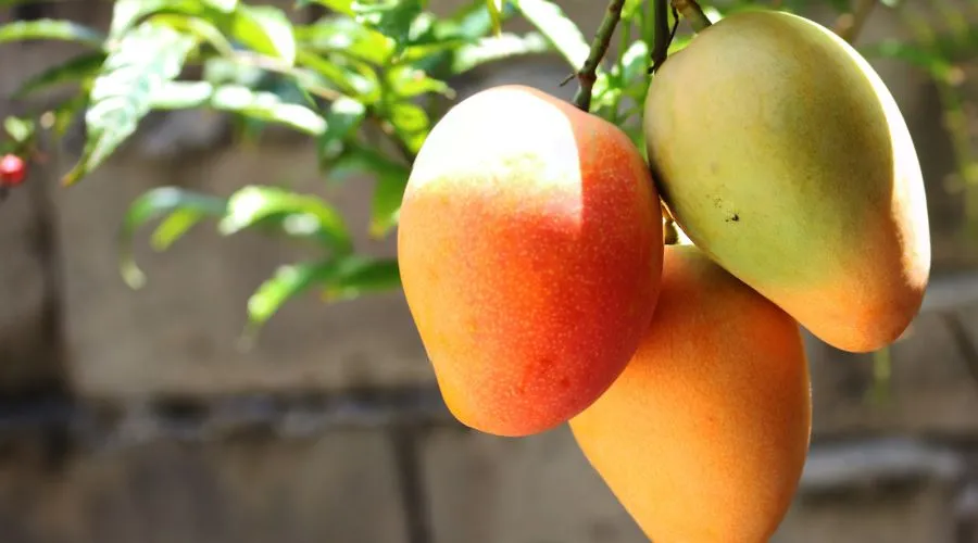 गौरजीत आम की खेती से जुड़ी संपूर्ण जानकारी  Image