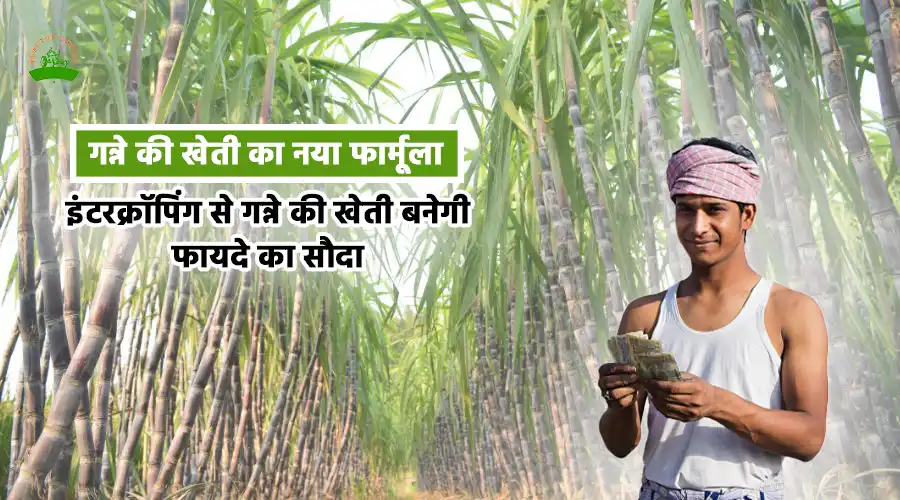गन्ने की खेती का नया फॉर्मूला: इंटरक्रॉपिंग से गन्ने की खेती बनेगी फायदे का सौदा