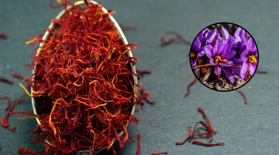 केसर की खेती से संबंधित महत्वपूर्ण जानकारी  Image