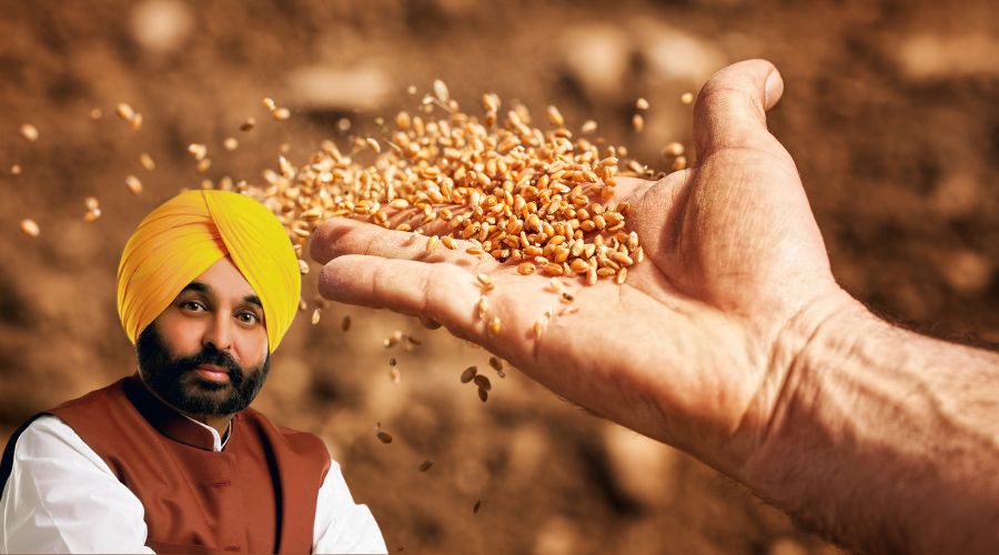 रबी 2025-26 में गेहूं बीज पर ₹2000 सब्सिडी, फ्री सप्लाई