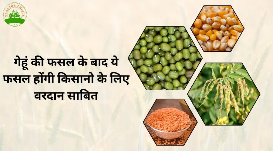 गेहूं की फसल के बाद ये फसल होंगी किसानो के लिए वरदान साबित