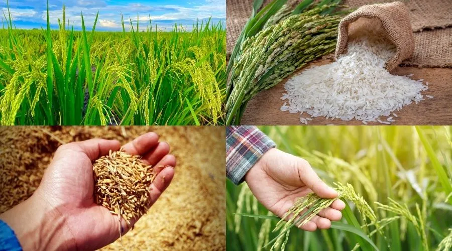 Different stages of rice cultivation and processing in India