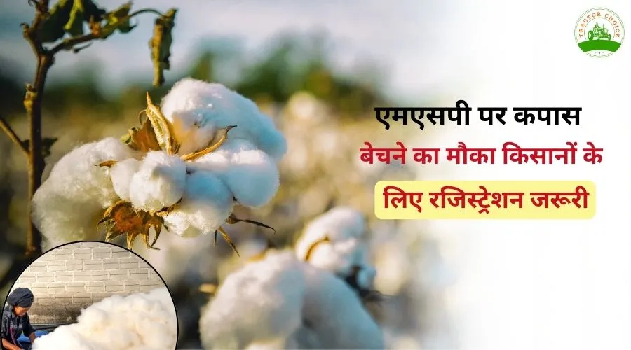 एमएसपी पर कपास बेचने का मौका: किसानों के लिए रजिस्ट्रेशन जरूरी