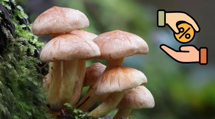 बिहार मशरूम किट योजना 2025: किसानों को 90% सब्सिडी Image