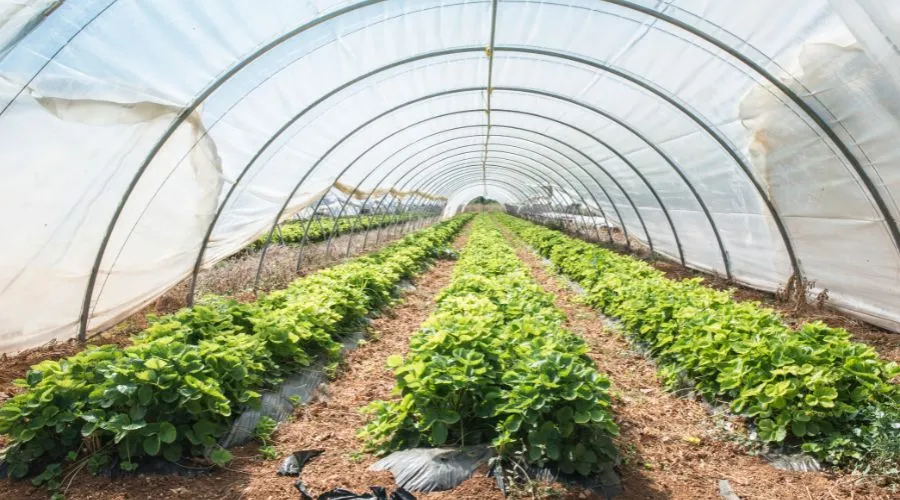 नौकरी छोड़ पॉलीहाउस खेती से किसान अंशुल की लाखों कमाई Image