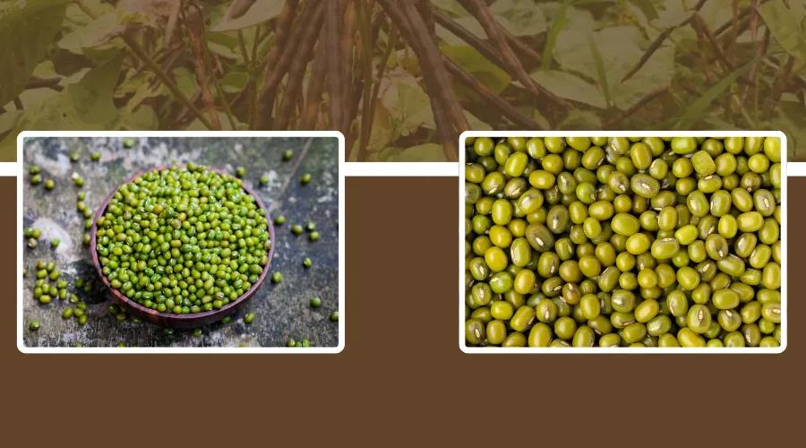 whole green moong beans in a wooden bowl