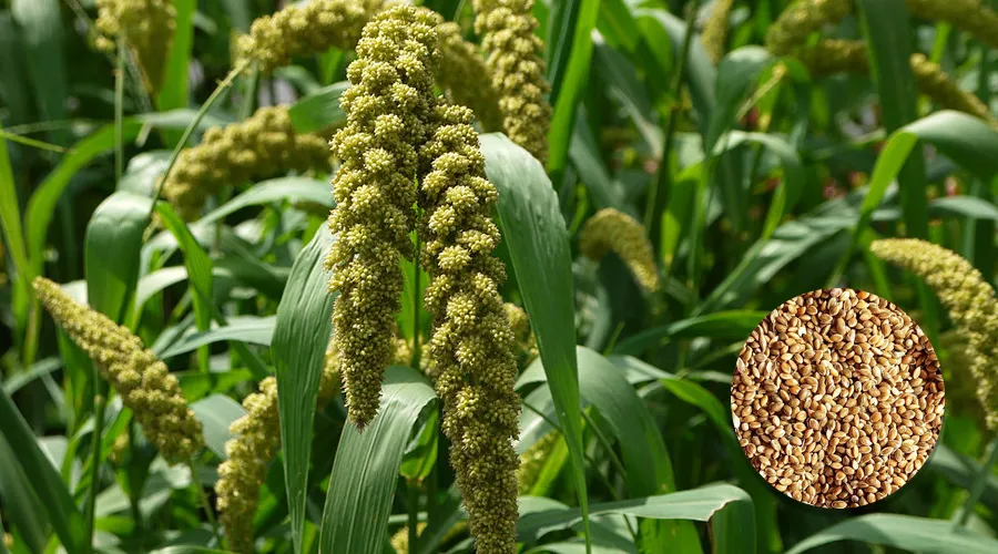 Foxtail Millet Farming in India – Benefits, Varieties & Cultivation