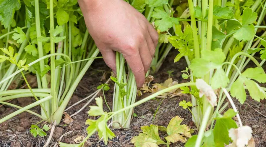 सैलेरी की खेती से संबंधित महत्वपूर्ण जानकारी  Image