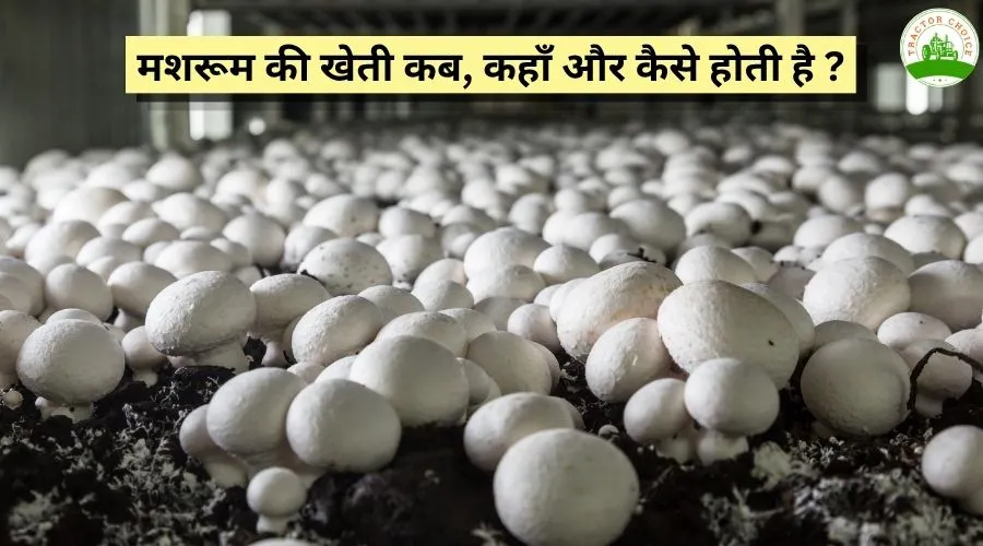 मशरूम की खेती कब, कहाँ और कैसे होती है ?
