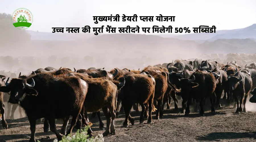 मुख्यमंत्री डेयरी प्लस योजना: उच्च नस्ल की मुर्रा भैंस खरीदने पर मिलेगी 50% सब्सिडी