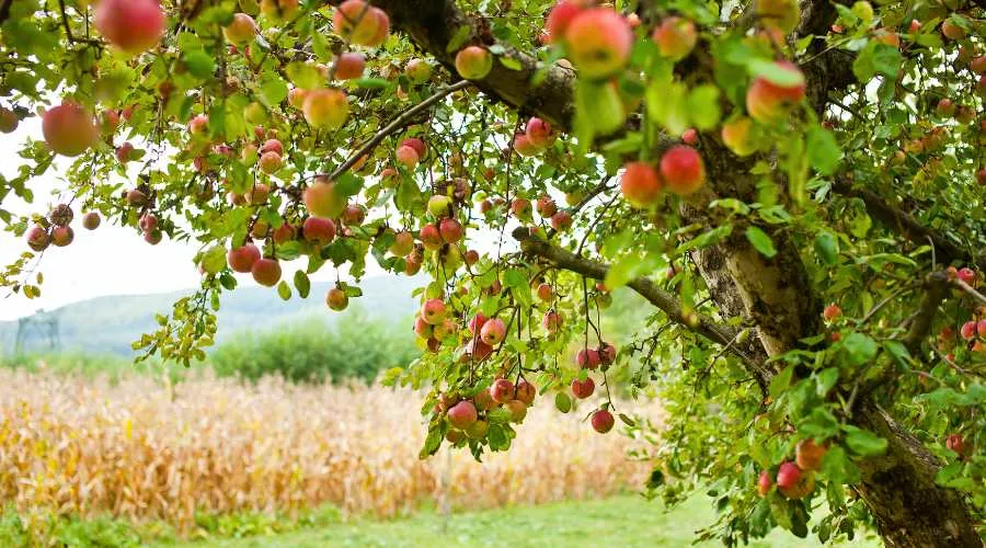 सेब के किसानों के लिए खुशखबरी अमृत साबित हो रही बर्फबारी Image