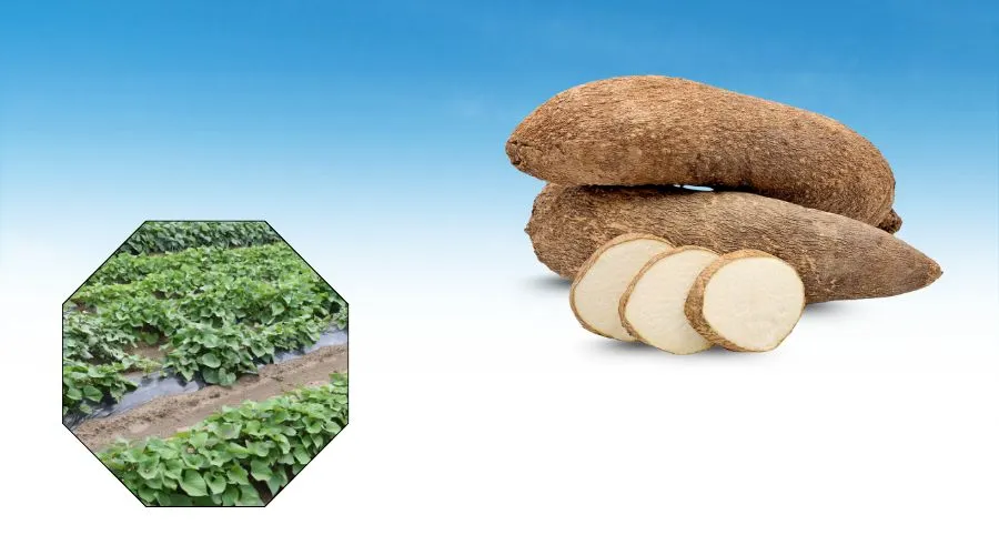 रतालू की खेती से संबंधित विस्तृत जानकारी  Image