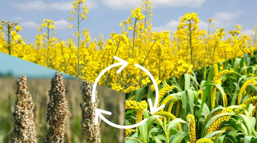 इस तरीके से अगर करोगे खेती तो होगा शानदार मुनाफा Image