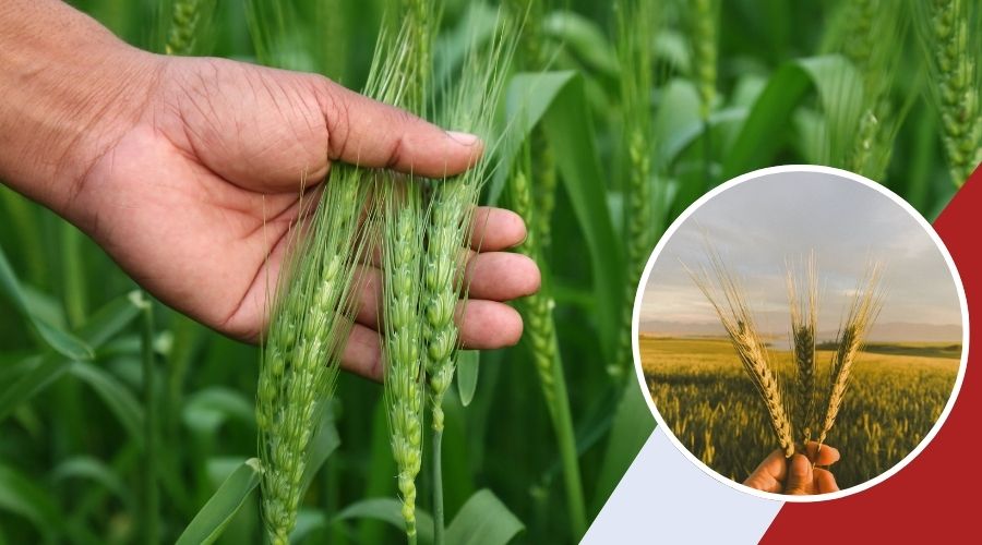 PAU ने लॉन्च की गेंहू की हाई यील्ड किस्में