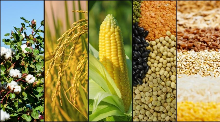 टॉप 5 वर्षाकालीन मुनाफादायक फसलों की जानकारी  