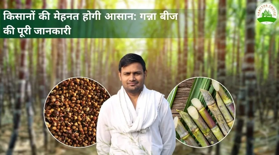 किसानों की मेहनत होगी आसान: गन्ना बीज की पूरी जानकारी