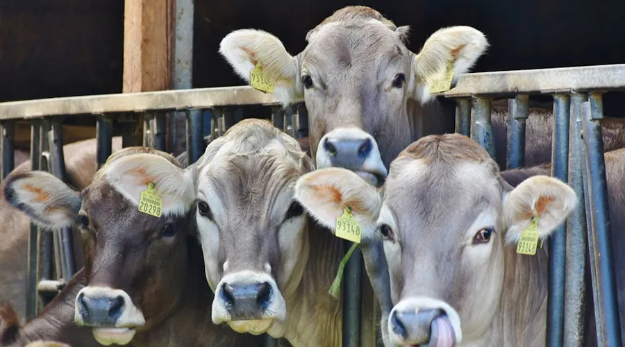 A group of light brown cows with yellow ear tags standing close together inside a fenced enclosure, with one cow playfully sticking out its tongue.