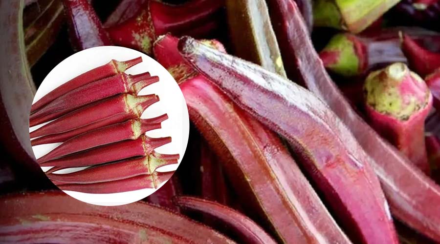 लाल भिंडी की काशी लालिमा वैरायटी से जुड़ी महत्वपूर्ण जानकारी 