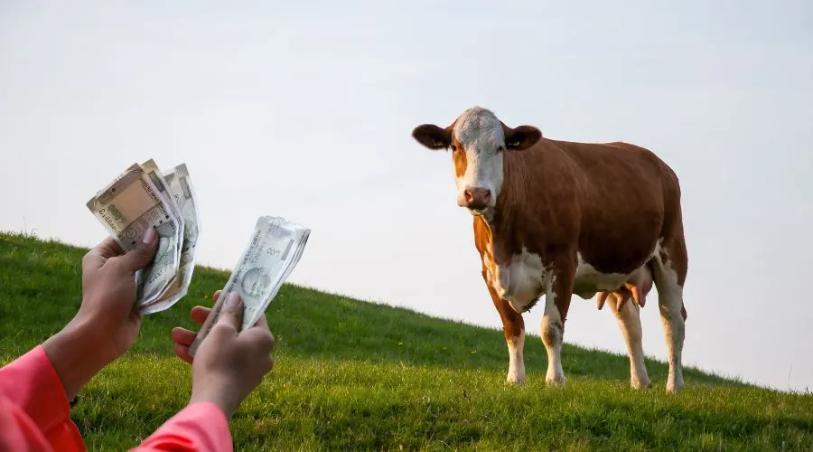 नाबार्ड लाया पशुपालकों के लिए नया मौसम बीमा प्लान