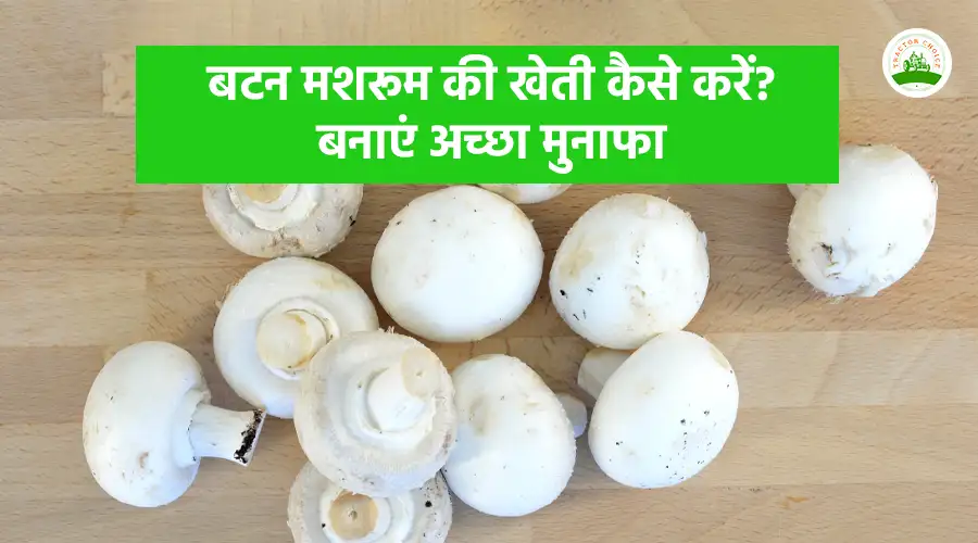 बटन मशरूम की खेती कैसे करें? बनाएं अच्छा मुनाफा
