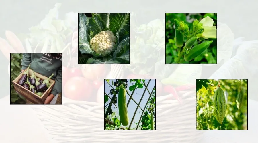 मई में इन सब्जियों की खेती से मिलेगा मोटा मुनाफा   Image