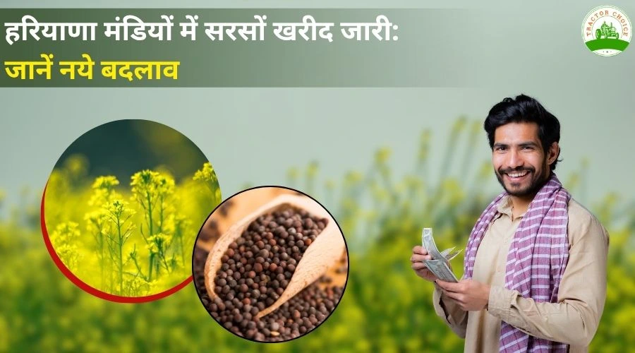 हरियाणा मंडियों में सरसों खरीद जारी: जानें नये बदलाव Image