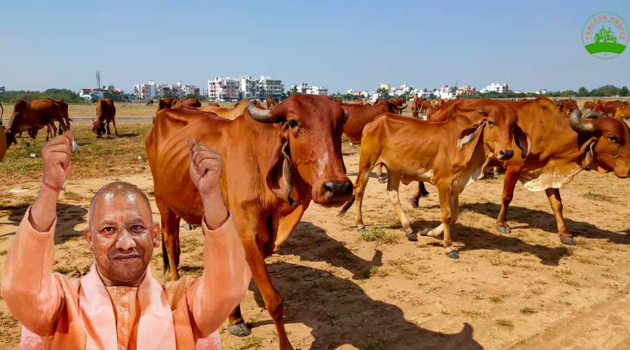 योगी सरकार गोवंशों की कराएगी गणना, गोवंश की होगी रक्षा