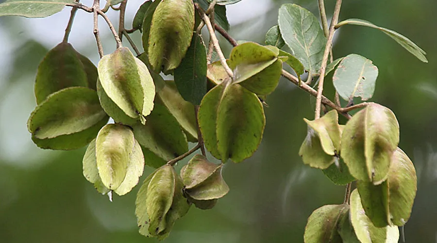 arjun tree fruit with green leaves