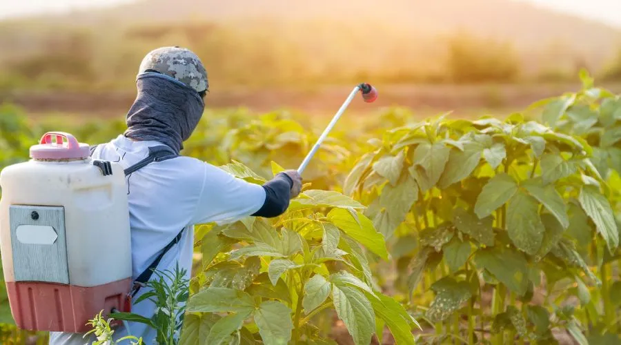 जानिये , तिल की खेती में लगने वाले मुख्य रोग और कीट एवं उनका प्रबंधन कैसे करें  Image