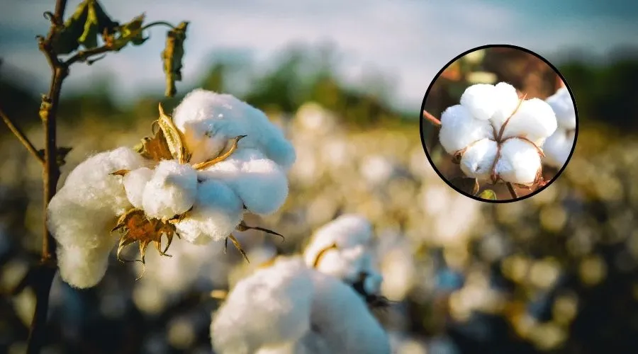 ripe cotton bolls in a field