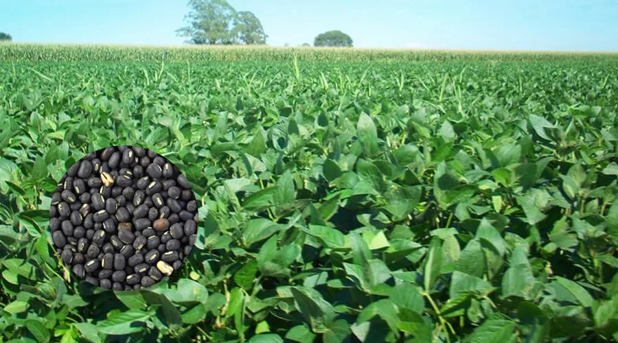 Urad pulse farming guide, best varieties, ideal soil, climate, irrigation, harvesting, and market price for profitable cultivation.