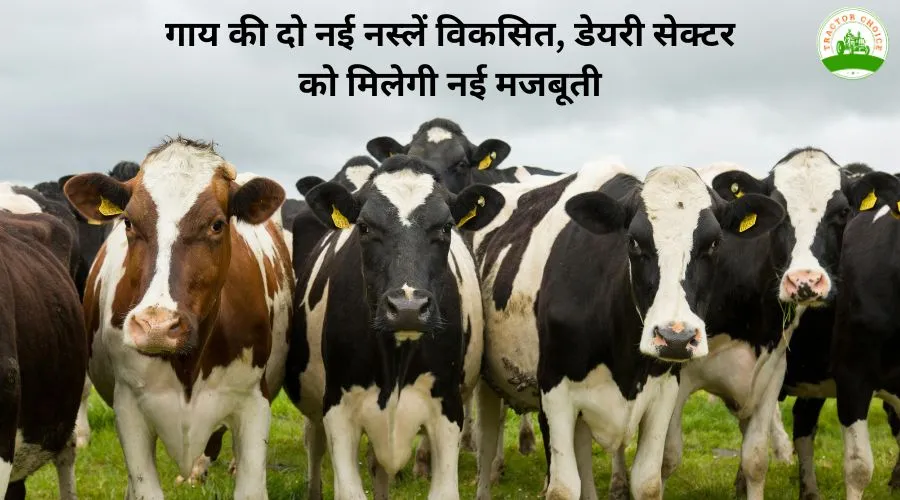 गाय की दो नई नस्लें विकसित, डेयरी सेक्टर को मिलेगी नई मजबूती Image
