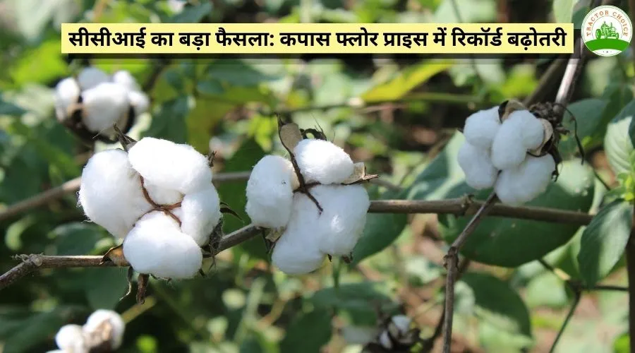 सीसीआई का बड़ा फैसला: कपास फ्लोर प्राइस में रिकॉर्ड बढ़ोतरी