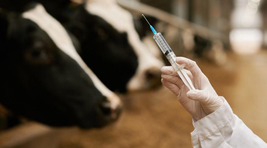 भारत ने विकसित की रक्षा-IBR वैक्सीन: पशुपालकों के लिए राहत