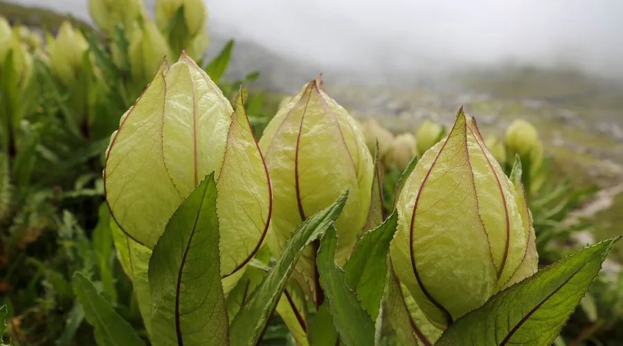 ब्रह्म कमल क्या है? इसके औषधीय और धार्मिक गुण जानें Image