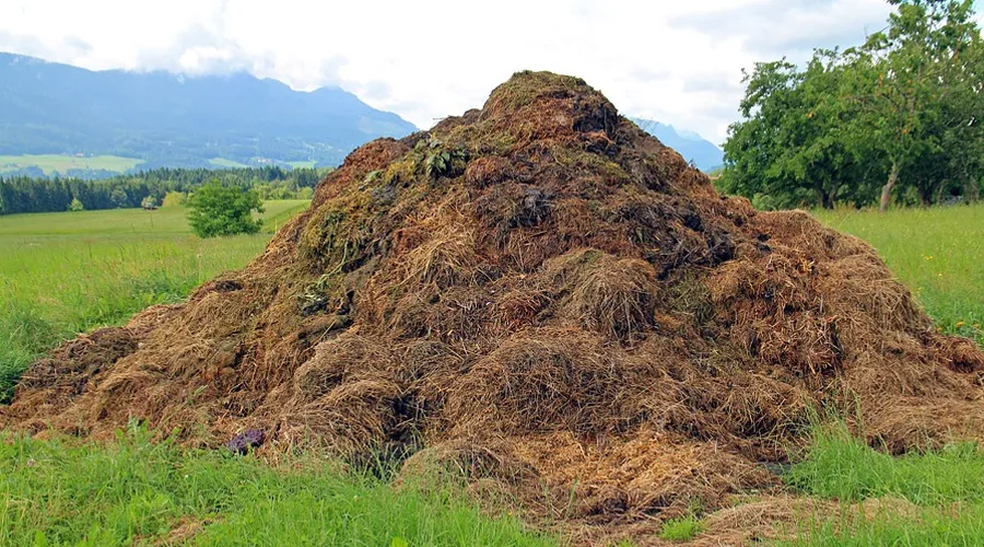 गोबर की खाद से होने वाले फायदे और नुकसान  Image