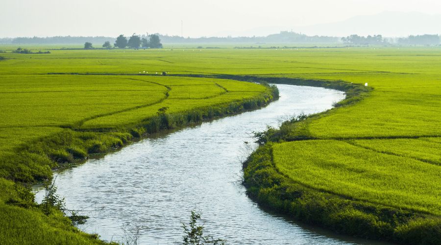 अधिक बारिश से फसलों को होने वाले नुकसान व उनसे बचाव की जानकारी 