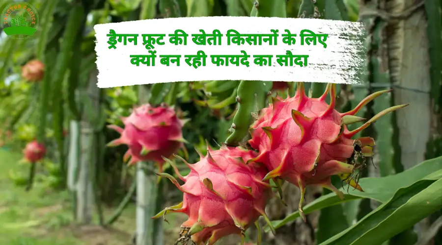 ड्रैगन फ्रूट की खेती किसानों के लिए क्यों बन रही फायदे का सौदा
