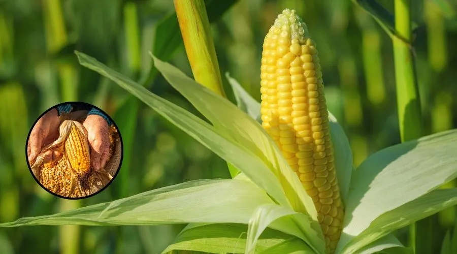 मक्के की इन दो उन्नत किस्मों से मिलेगी किसानों को बेहतरीन पैदावार Image