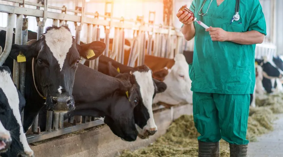 पशुपालन विभाग द्वारा जारी सेक्स सॉर्टेड सीमेन तकनीक से किसानों को होगा डबल मुनाफा Image