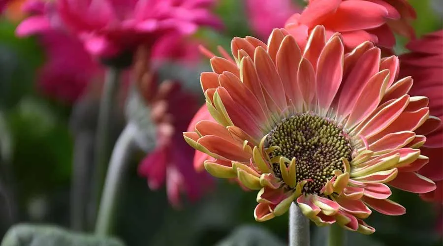 जरबेरा की खेती से जुड़ी विस्तृत जानकारी  Image