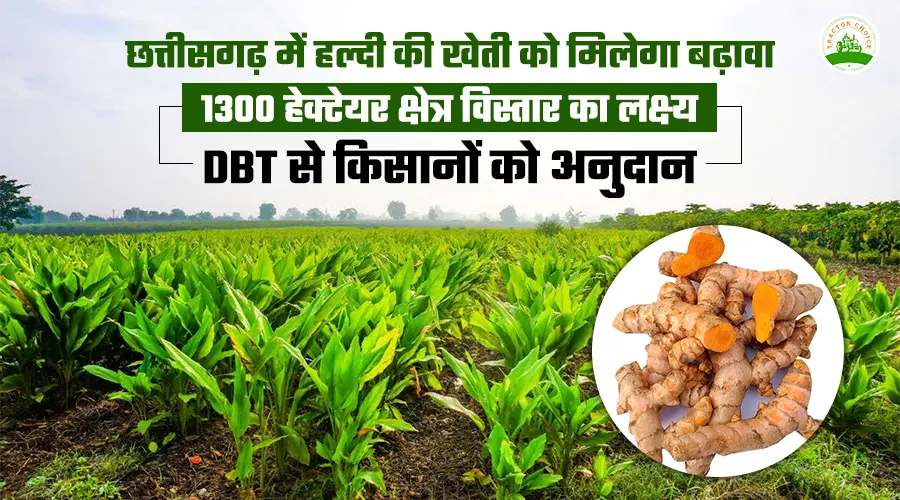 छत्तीसगढ़ में हल्दी की खेती को मिलेगा बढ़ावा, 1300 हेक्टेयर क्षेत्र विस्तार का लक्ष्य, DBT से किसानों को अनुदान Image