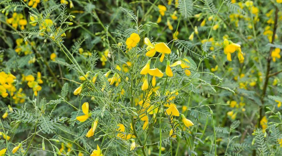 हरित खाद बनाने के लिए ढेंचा की खेती पर 1 हजार का प्रोत्साहन   Image