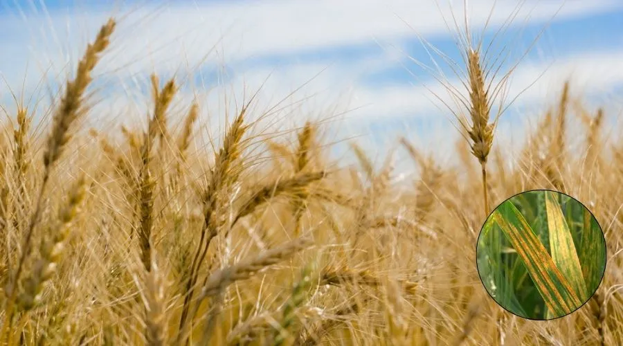 रबी सीजन में गेंहूँ की फसल में लगने वाला यह रोग बेहद खतरनाक, ऐसे करें बचाव    Image