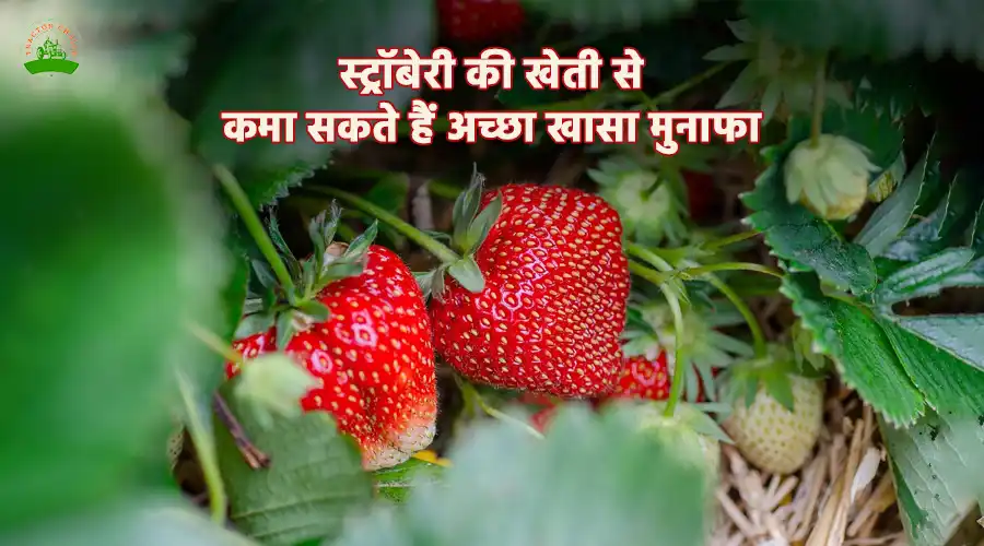 स्ट्रॉबेरी की खेती से कमा सकते हैं अच्छा खासा मुनाफा