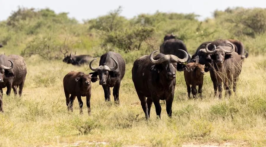 सर्दियों के दिनों में किस तरह पशुओं की देखभाल करें   Image