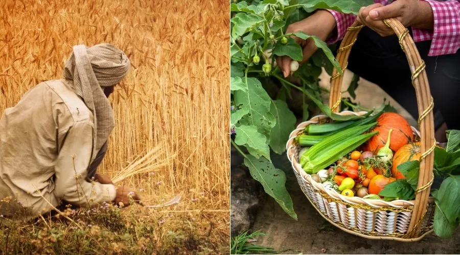 Traditional farming and organic vegetable harvesting